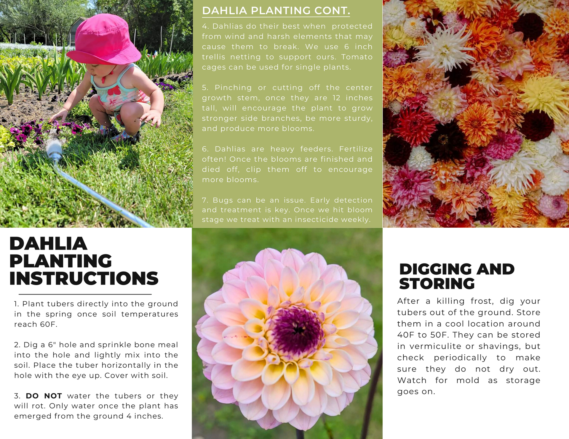 Child watering plants; dahlia planting instructions, pictures, and storing advice.