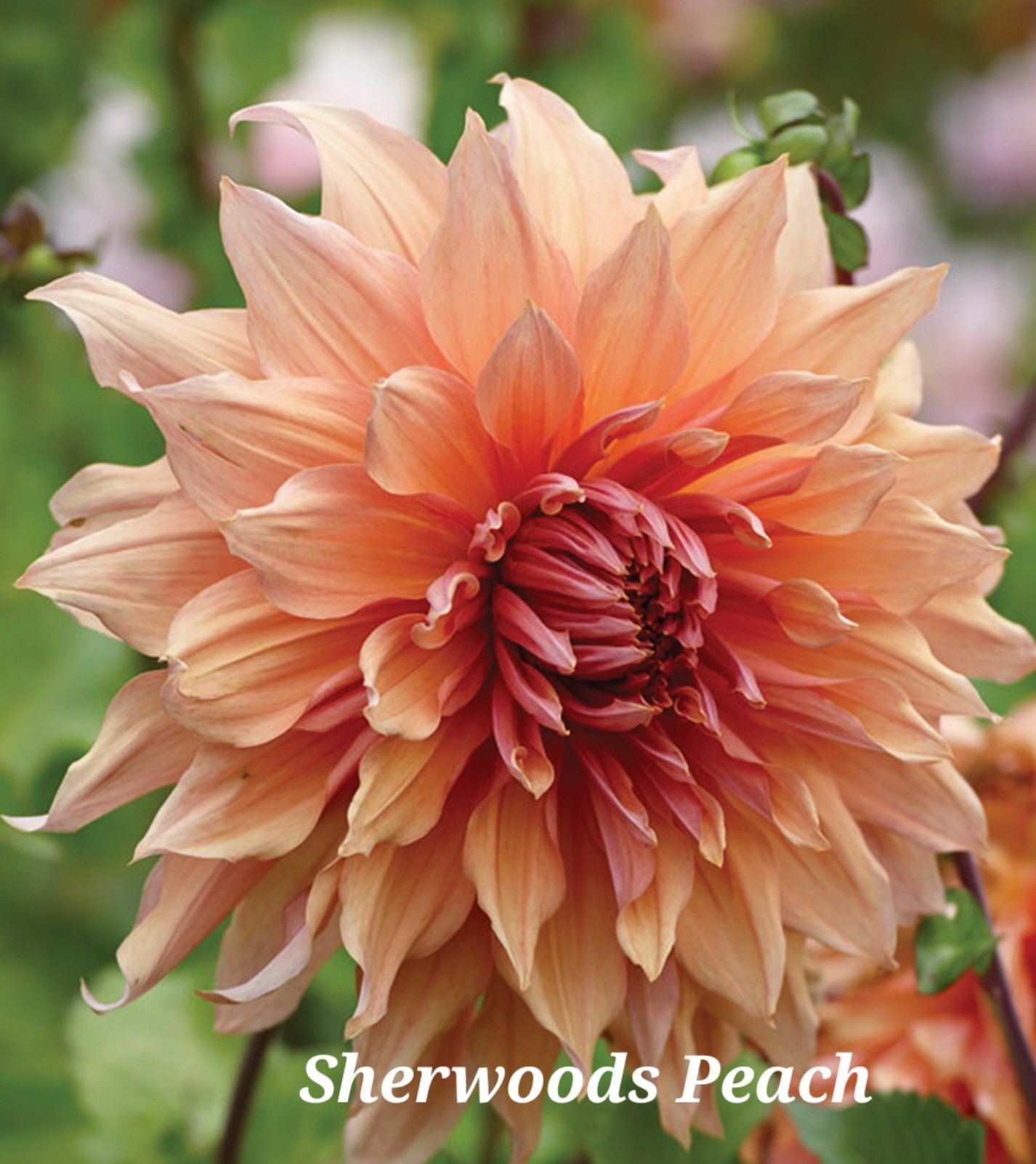 Peach-colored Sherwood's Peach Dahlia flower with layered petals, a darker center, and green leaves.