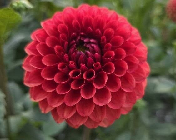 Red dahlia flower with many rounded petals in full bloom, set against blurred green foliage.