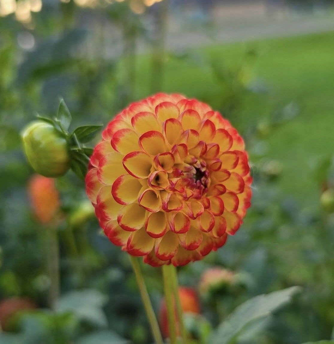 Yellow dahlia flower with red tips, surrounded by green foliage.