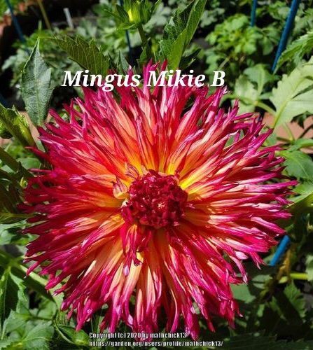 Close-up of a vibrant dahlia, 