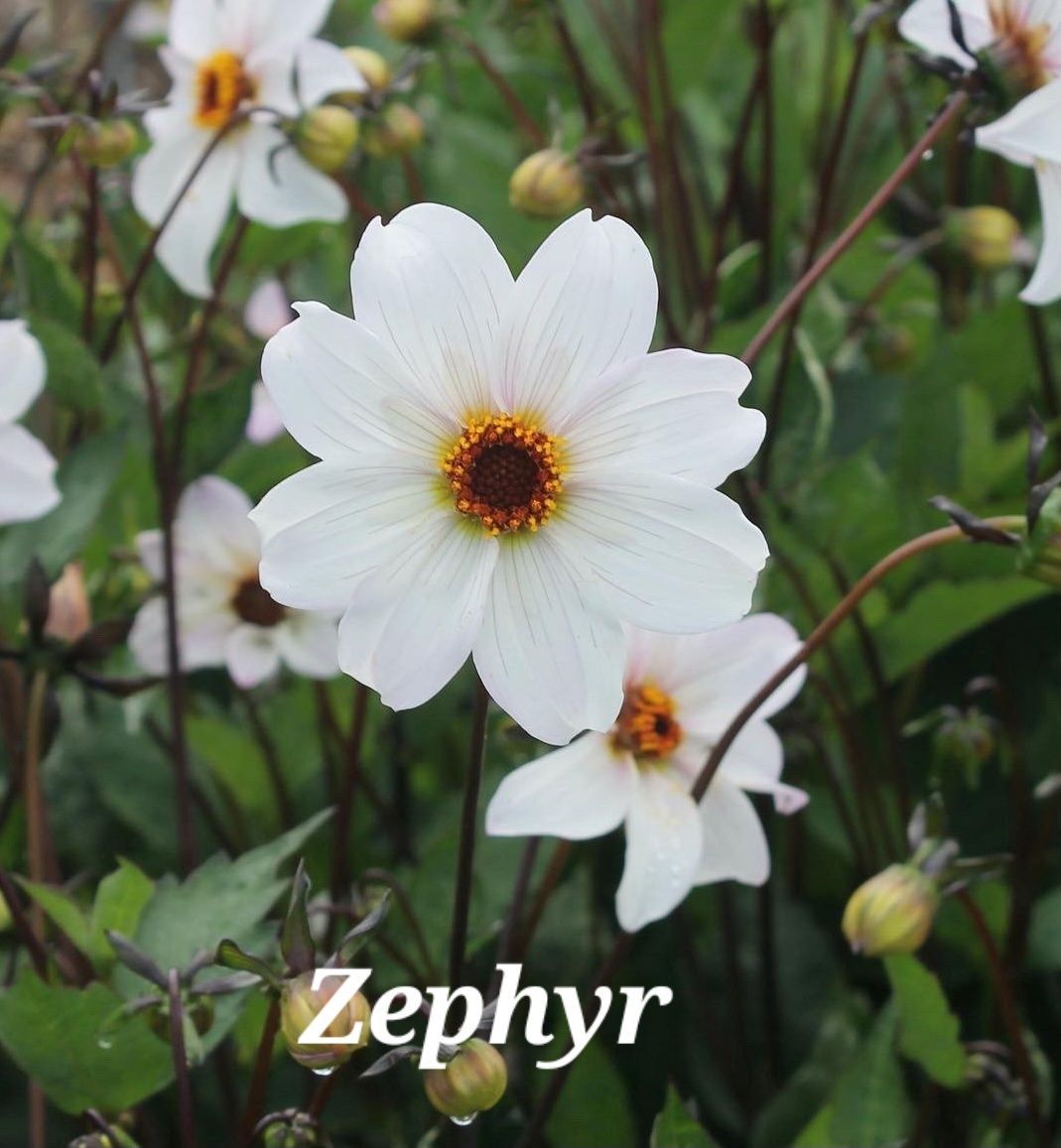 White Dahlia flower with yellow center and dark stem. 