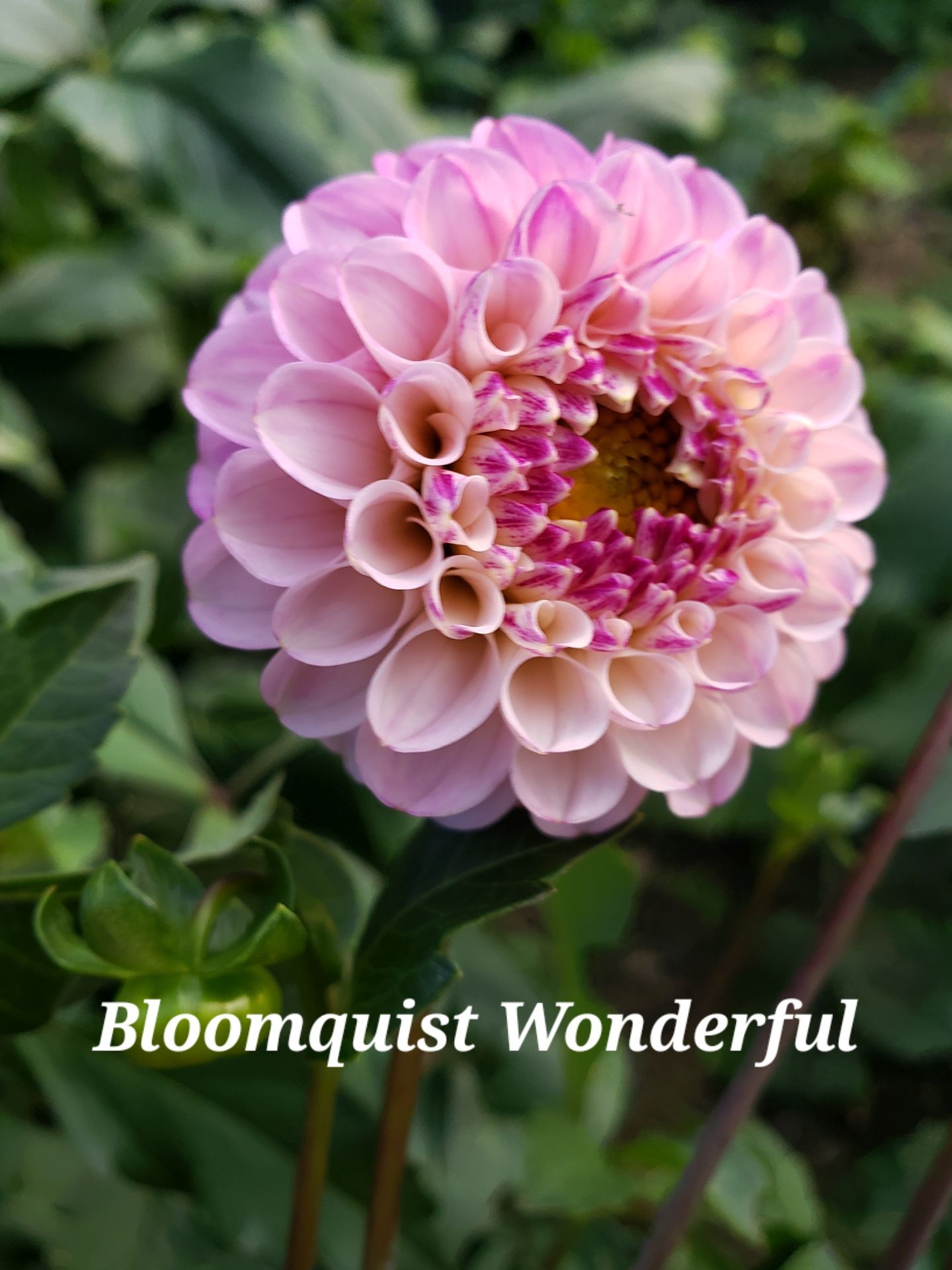 Pink and lavender dahlia flower, labeled 