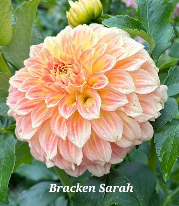Large peach-colored Dahlia, 