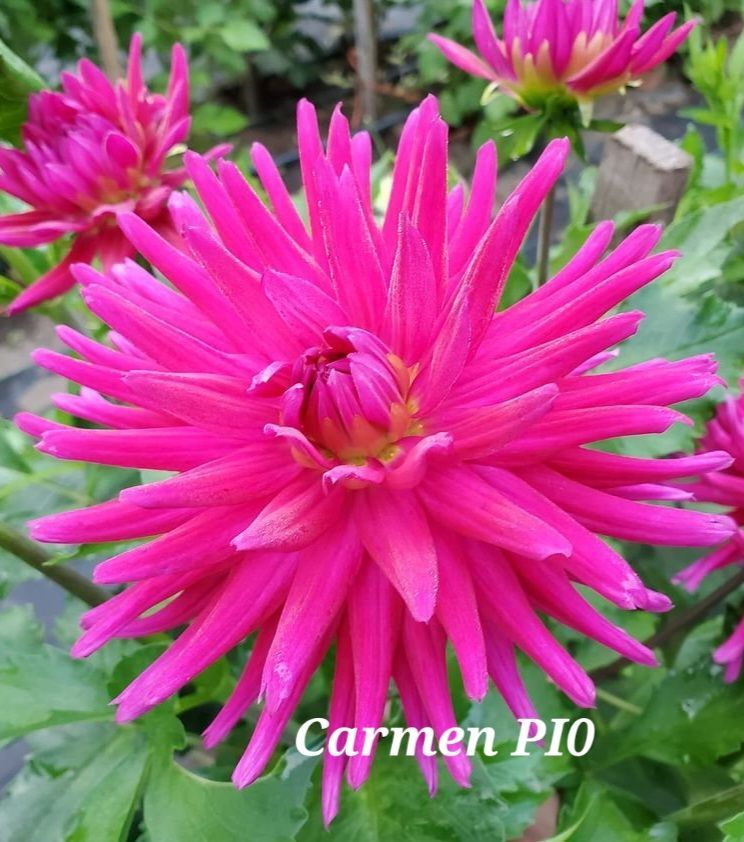 Bright pink Carmen PIO Dahlia flower, with spiky petals, surrounded by green leaves.