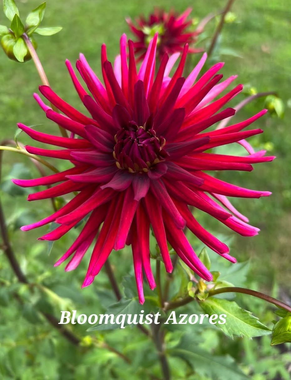 Deep red and magenta dahlia 'Bloomquist Azores' in bloom with pointed petals.