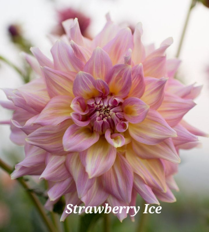 Pink and yellow dahlia flower with petals, named Strawberry Ice.