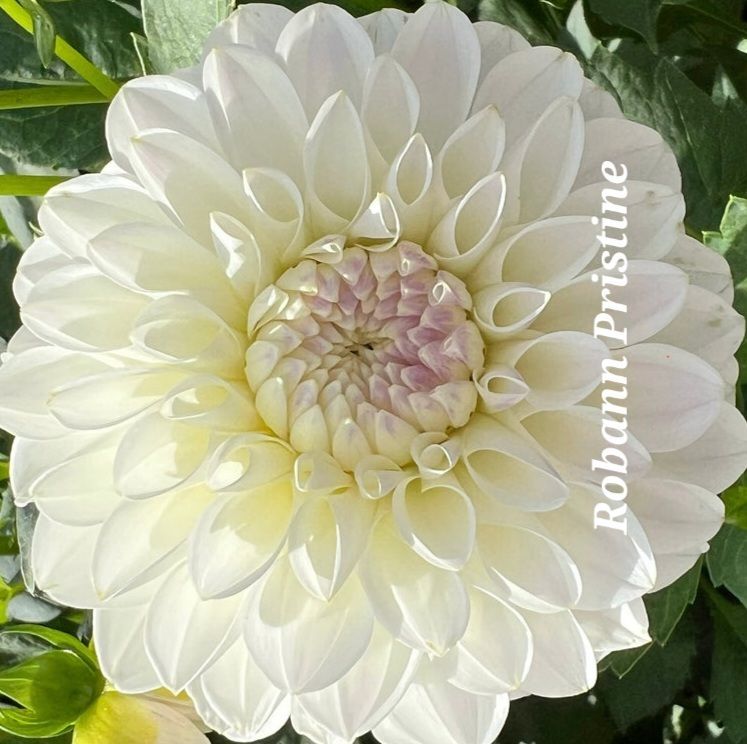 White dahlia flower with a light pink center and creamy petals, with green leaves in background.
