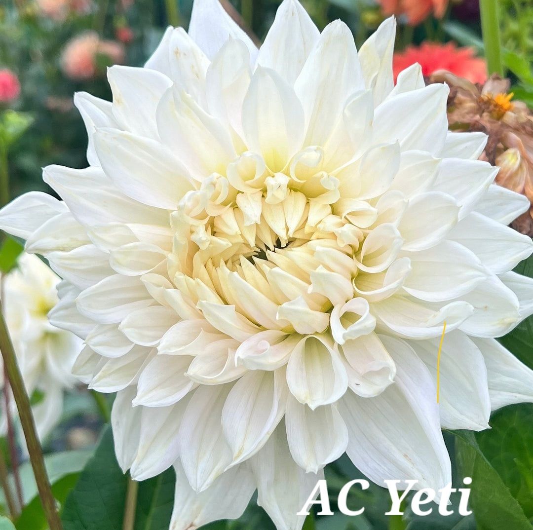 White AC Yeti dahlia with creamy yellow center, in a garden setting.
