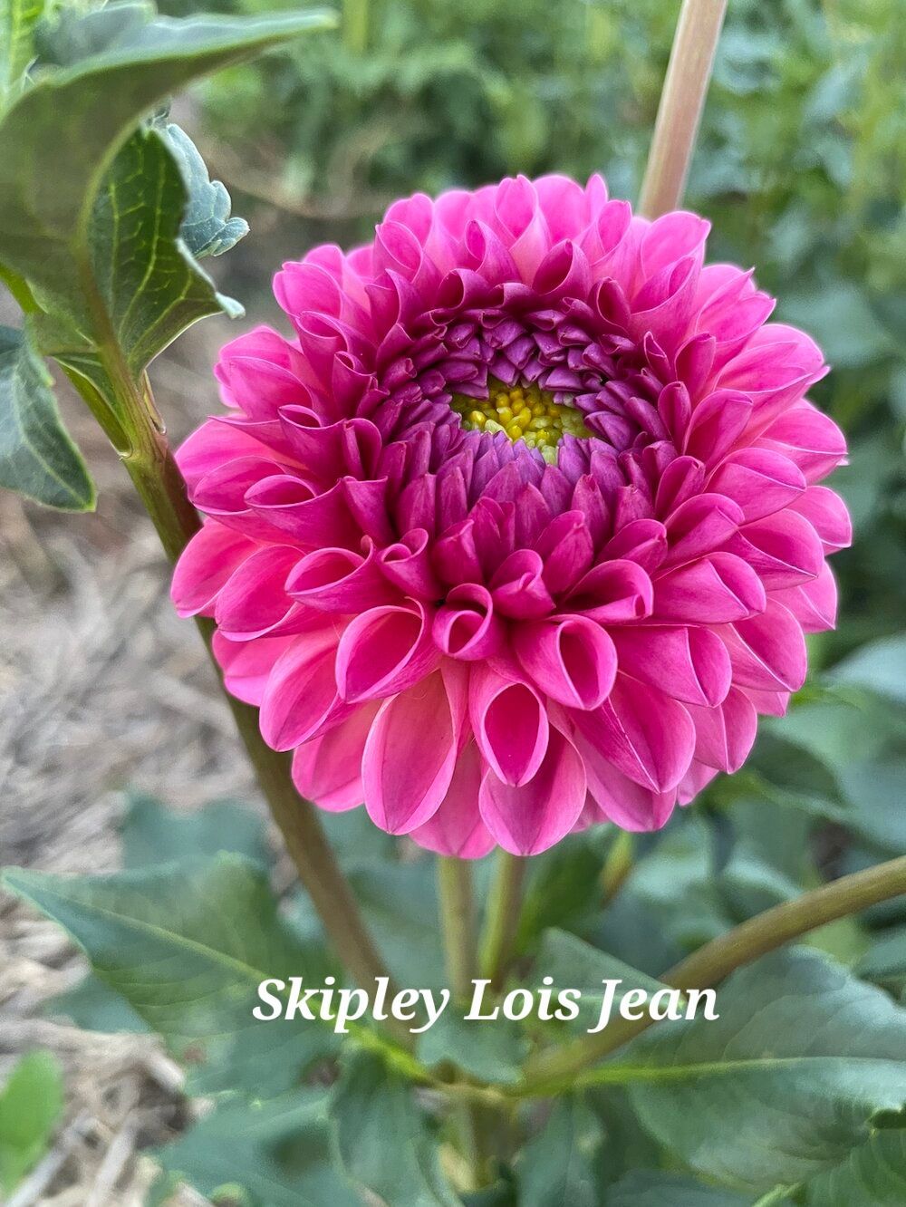 Close-up of a vibrant pink dahlia flower labeled 