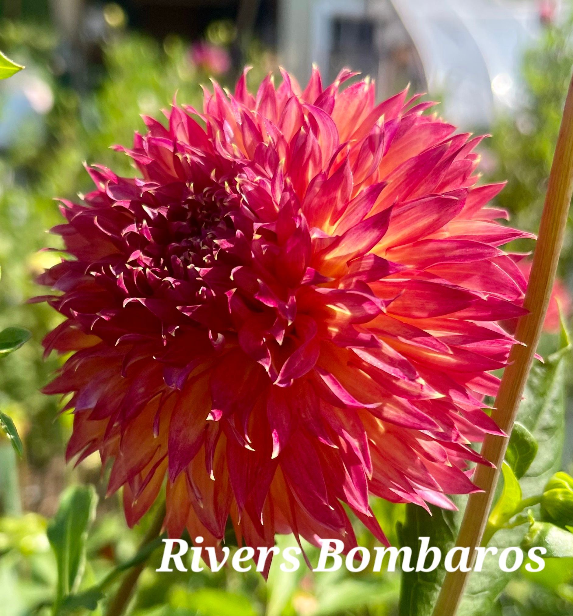 Red and yellow dahlia flower 