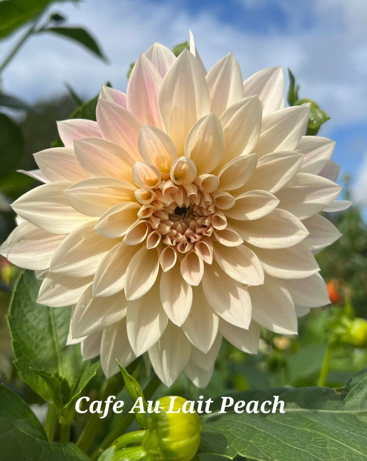 Cafe Au Lait Peach dahlia. Creamy peach petals with a deep yellow center.
