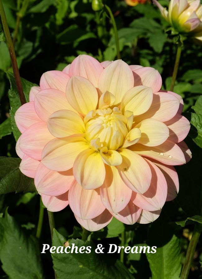 Pink and yellow dahlia flower, 