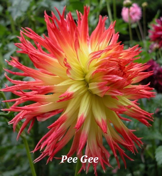 Close-up of a spiky dahlia flower with red and yellow petals; text at bottom reads 
