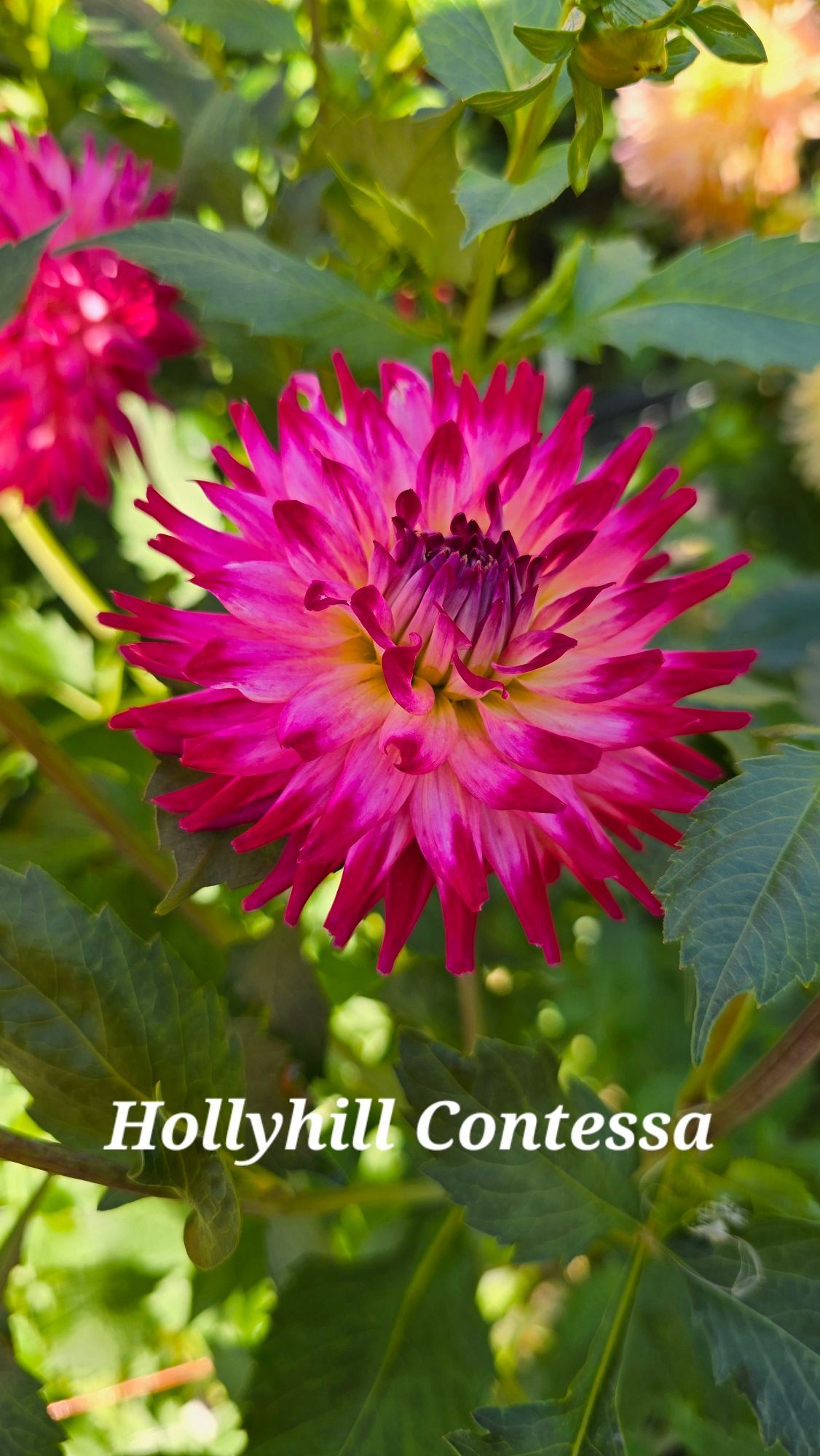Hollyhill Contessa dahlia with bright pink and yellow petals, surrounded by green leaves.