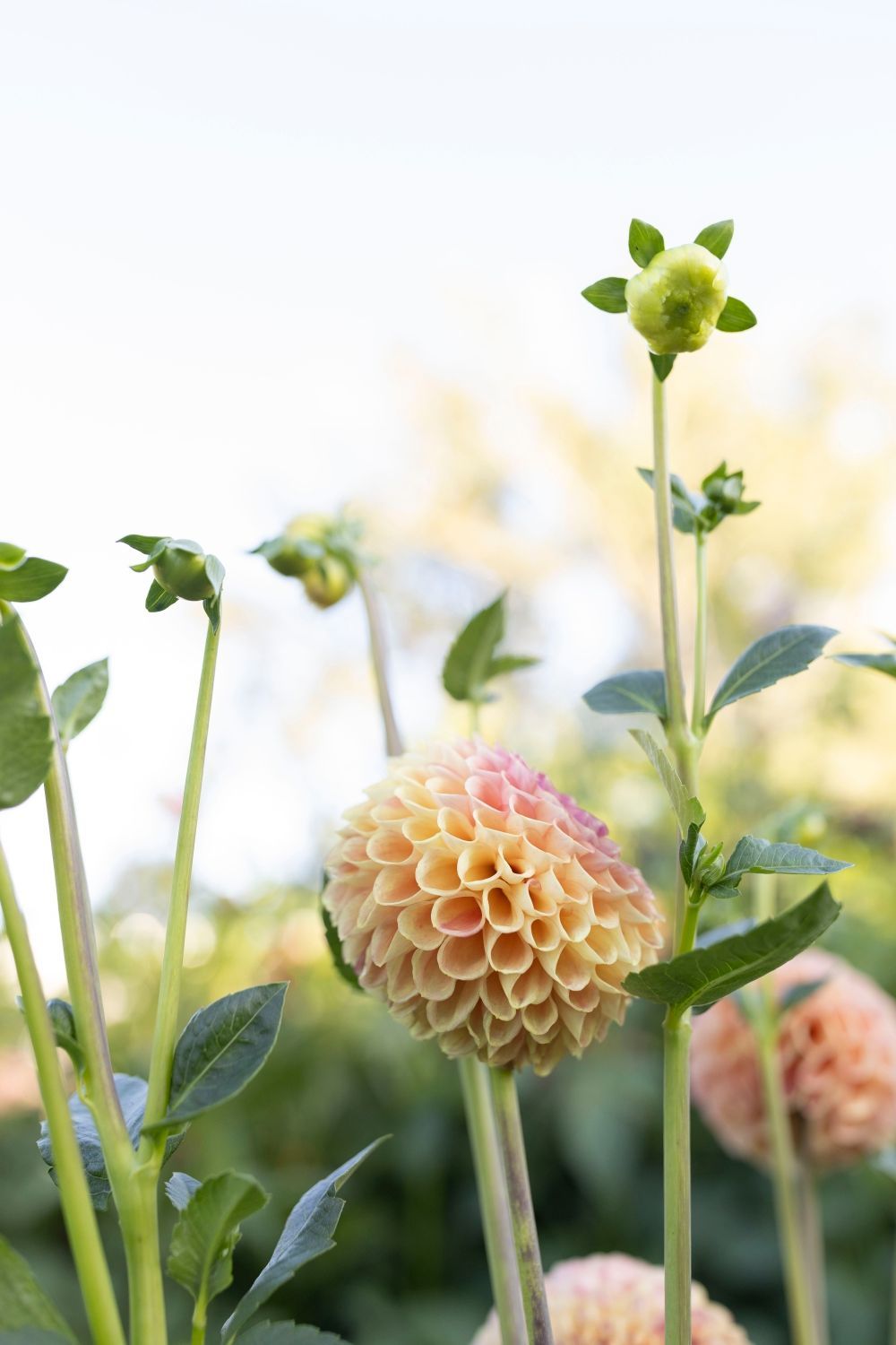 Peach-colored dahlia flower in full bloom, with closed buds on tall green stems.