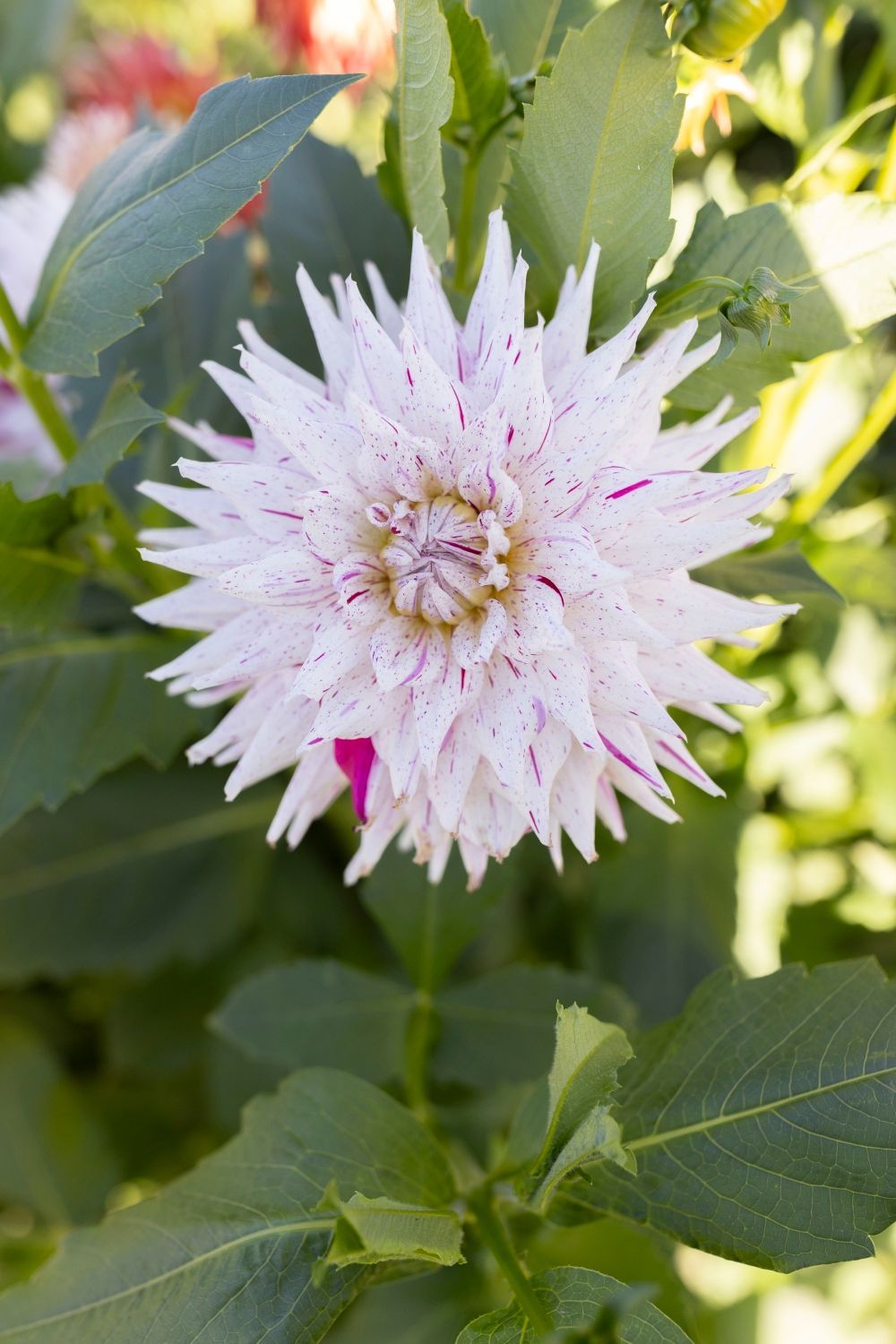 White and pink speckled dahlia flower, spiky petals, surrounded by green leaves.