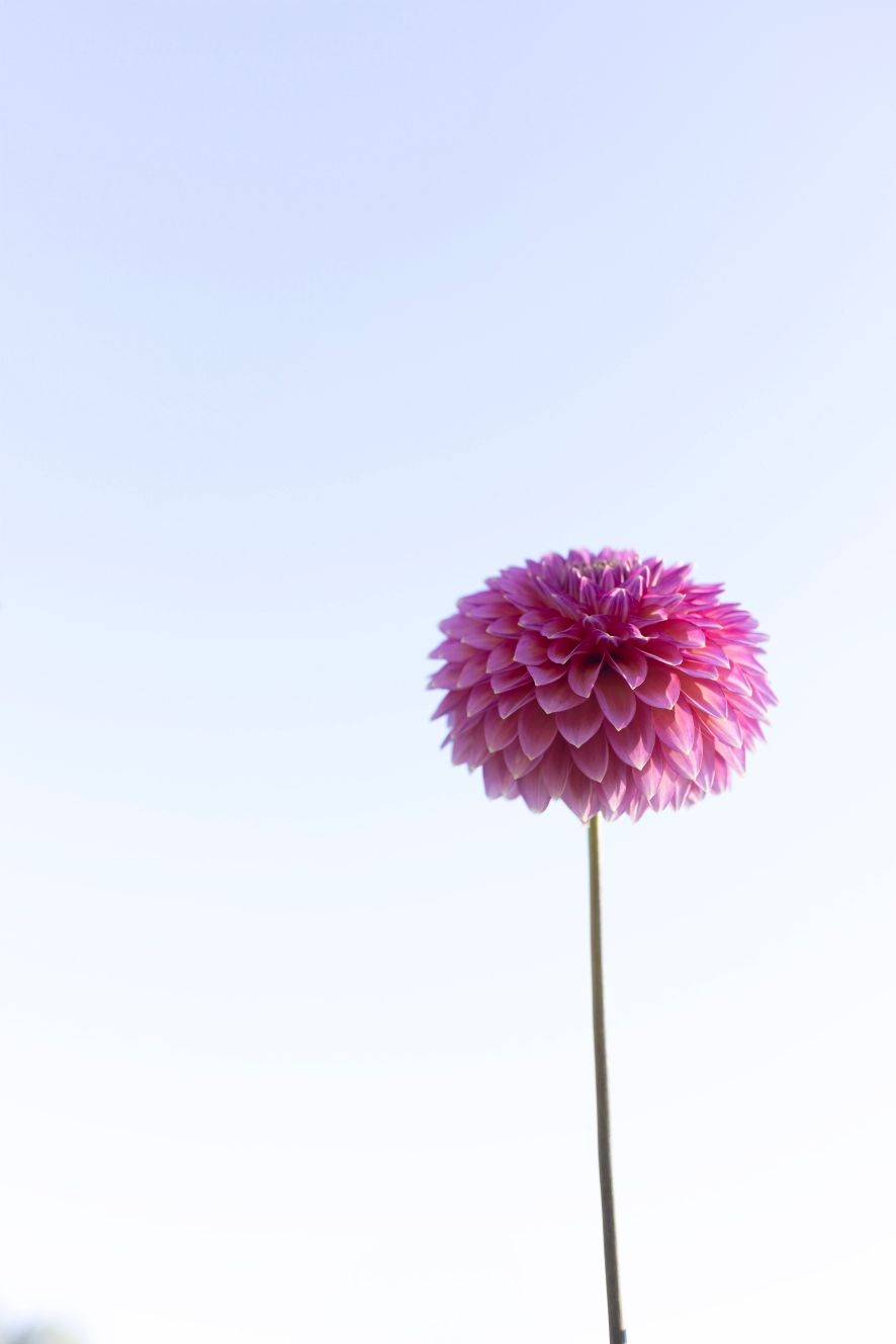 Pink dahlia flower on a tall stem against a light blue sky.