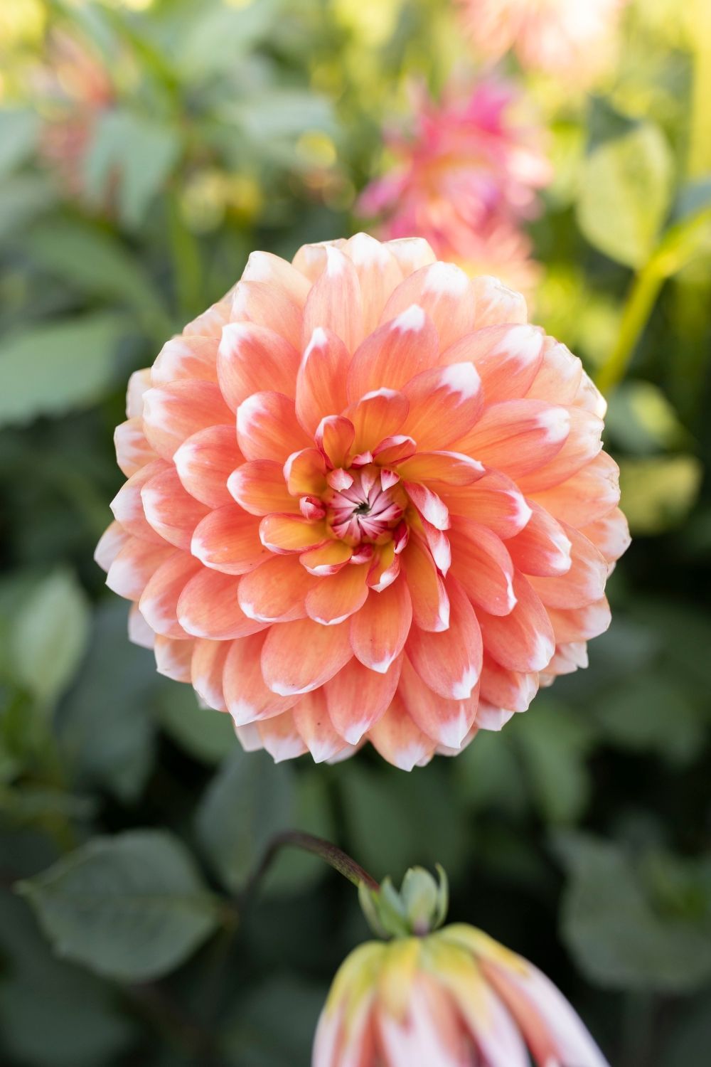 Peach dahlia flower with white-tipped petals, centered in soft focus with green foliage background.
