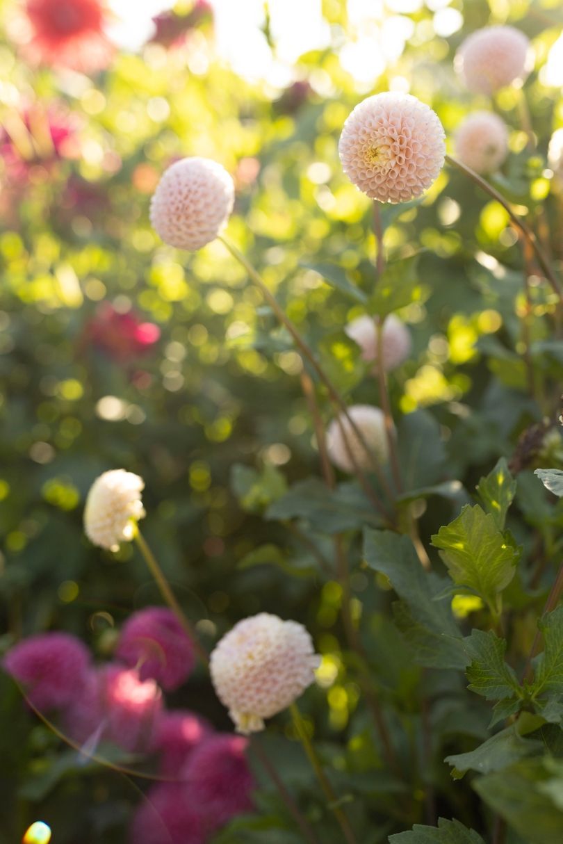 Light pink globe-shaped flowers bloom in a sunlit garden. Darker pink flowers are in the background.