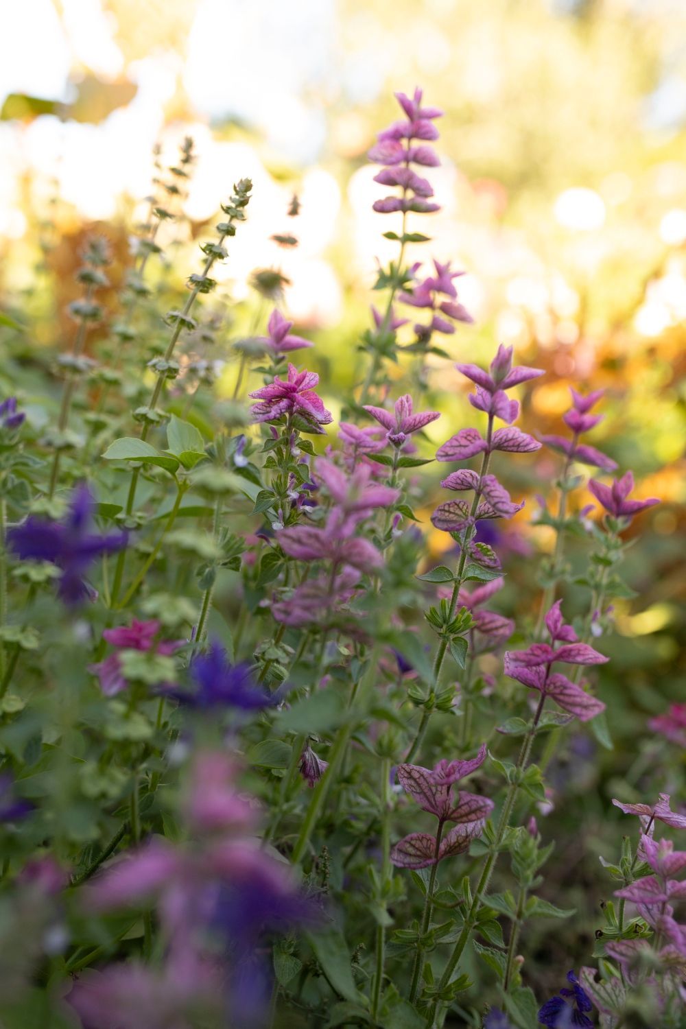 Purple and pink wildflowers in a garden, with green foliage and a blurred, sunny background.