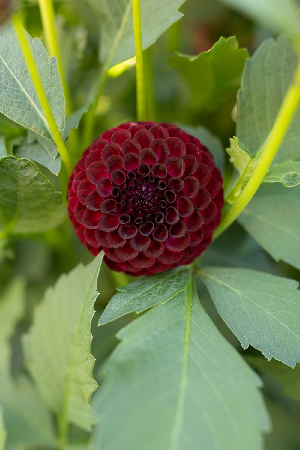 Deep burgundy dahlia blossom surrounded by green leaves and stems.