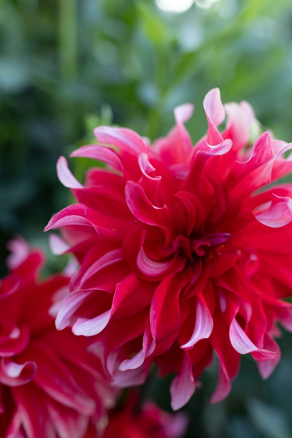Red dahlia with white-tipped petals, close-up, against a blurred green background.