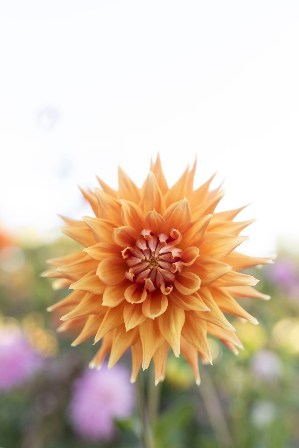 Orange dahlia flower with spiky petals, blurred background of flowers.