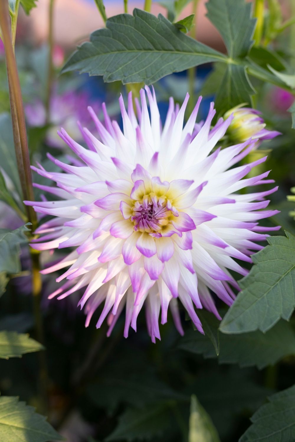 White and purple dahlia flower with spiky petals, yellow center, surrounded by green leaves.