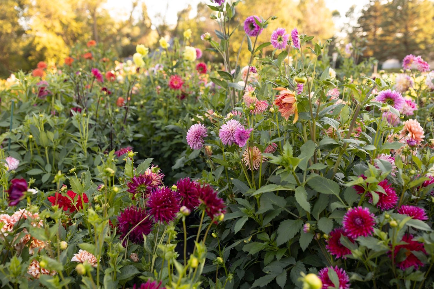 Vibrant field of colorful dahlias in bloom: red, pink, and purple flowers amidst green foliage.