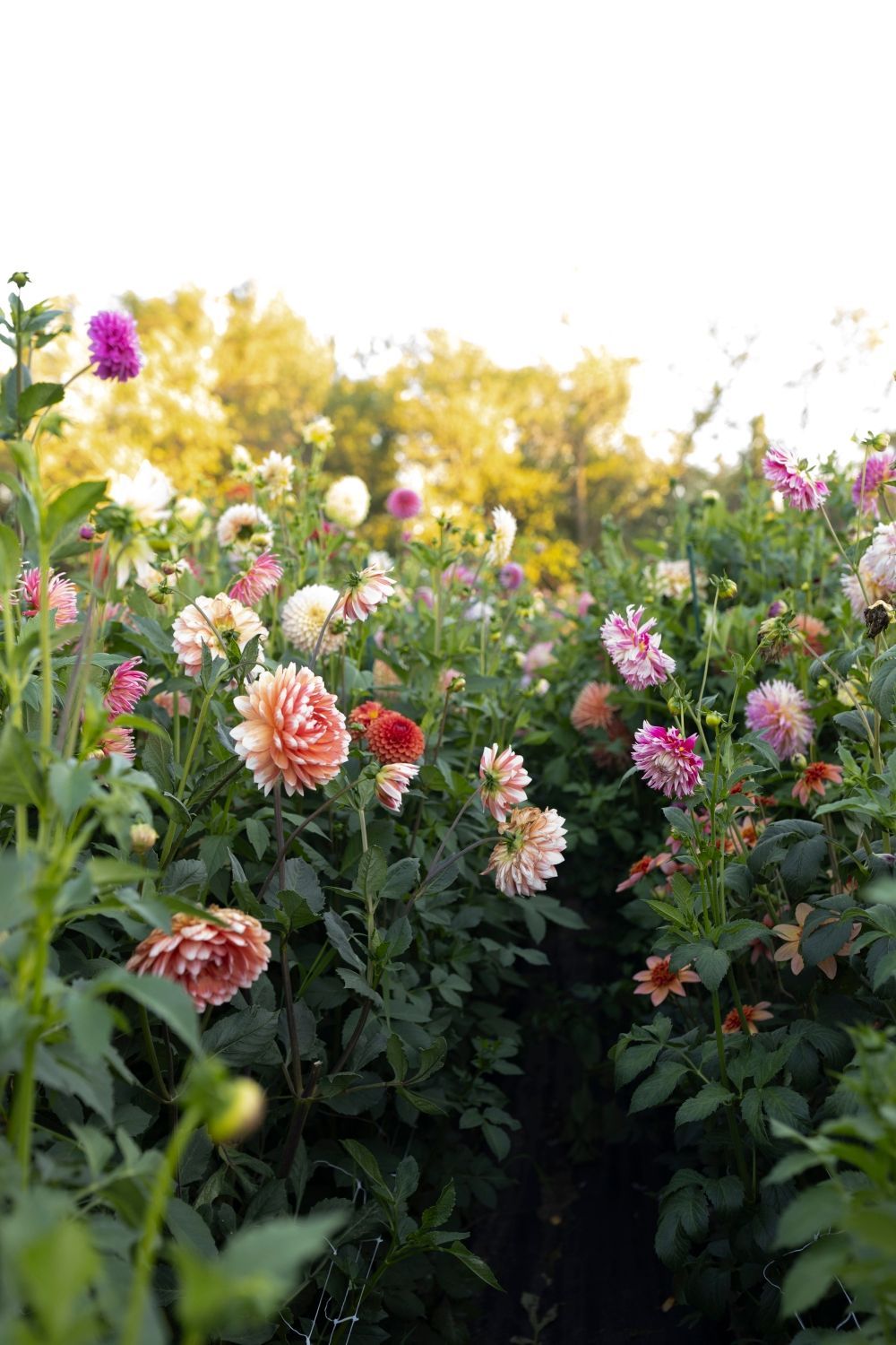 Field of colorful dahlias blooming in various shades of pink, peach, and white.