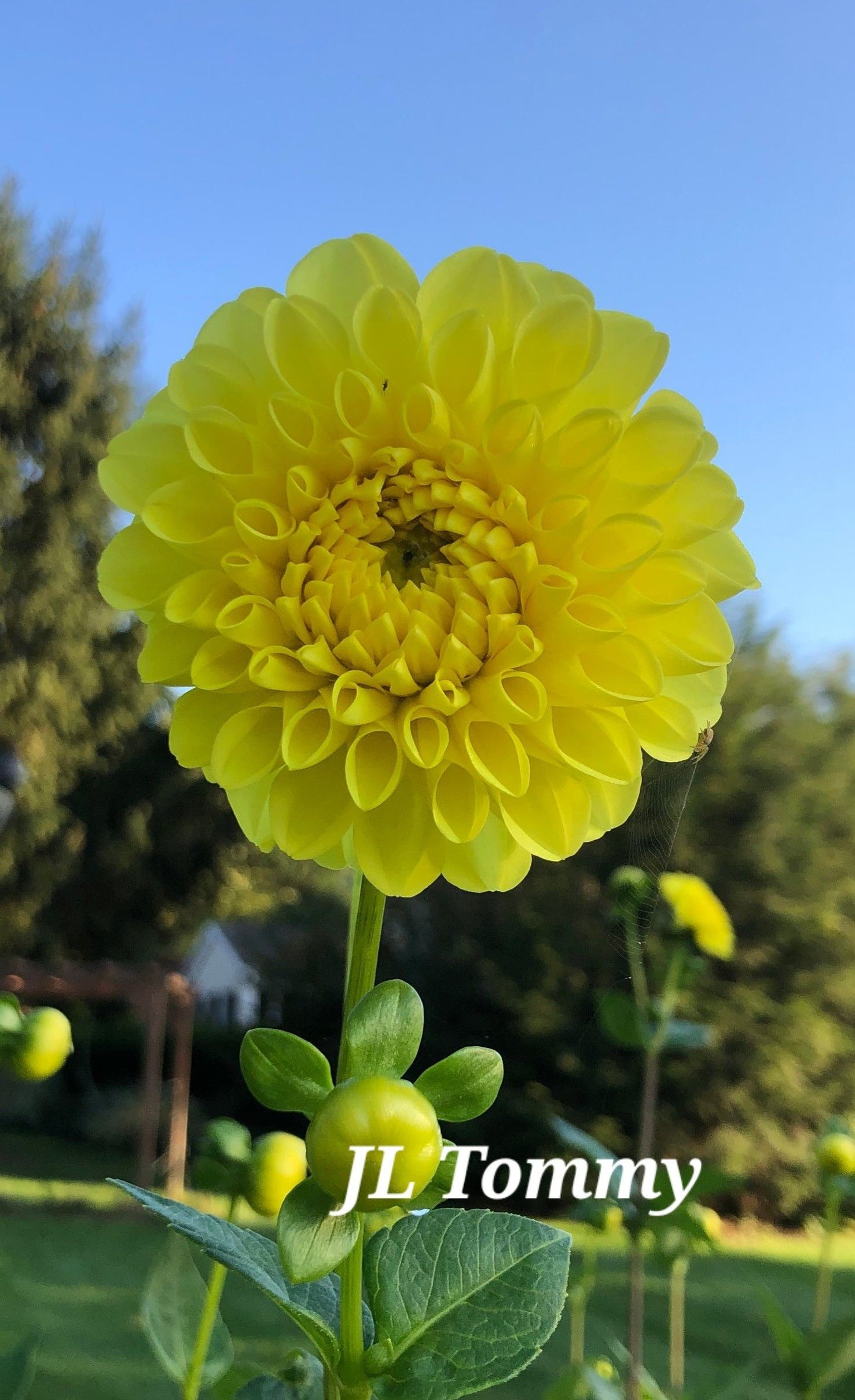 Bright yellow dahlia flower in full bloom, set against a blue sky and green foliage; 