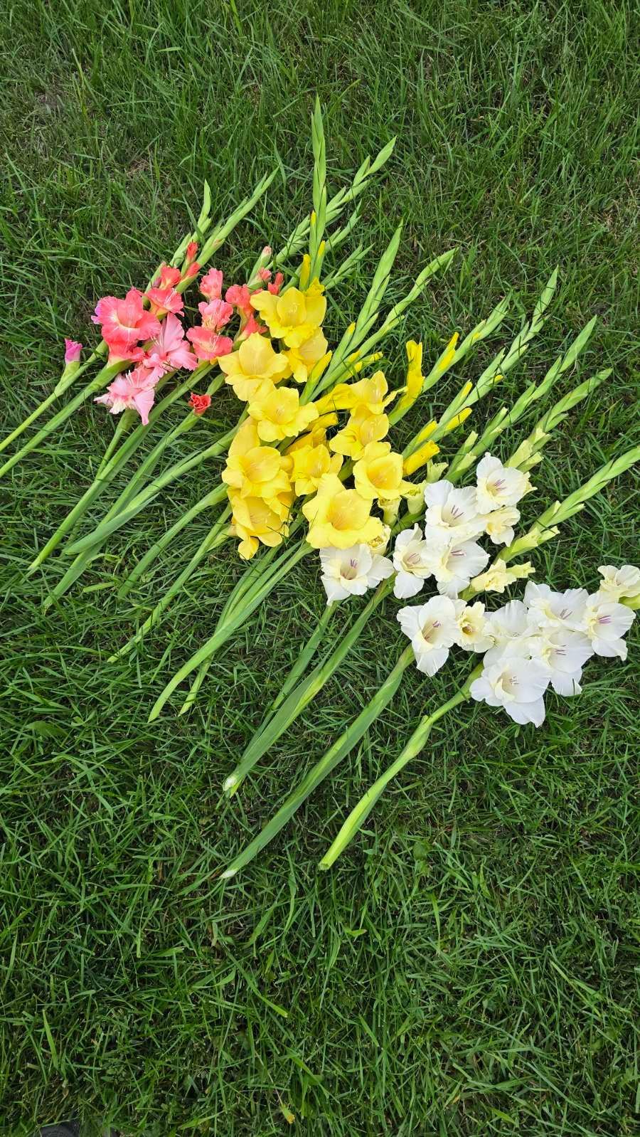 Gladiolus flowers in pink, yellow, and white laying on green grass.
