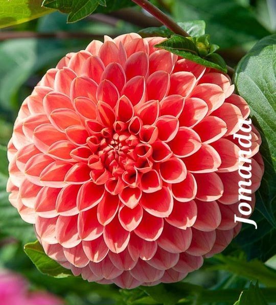 Coral-colored dahlia with tightly packed petals; green foliage background.