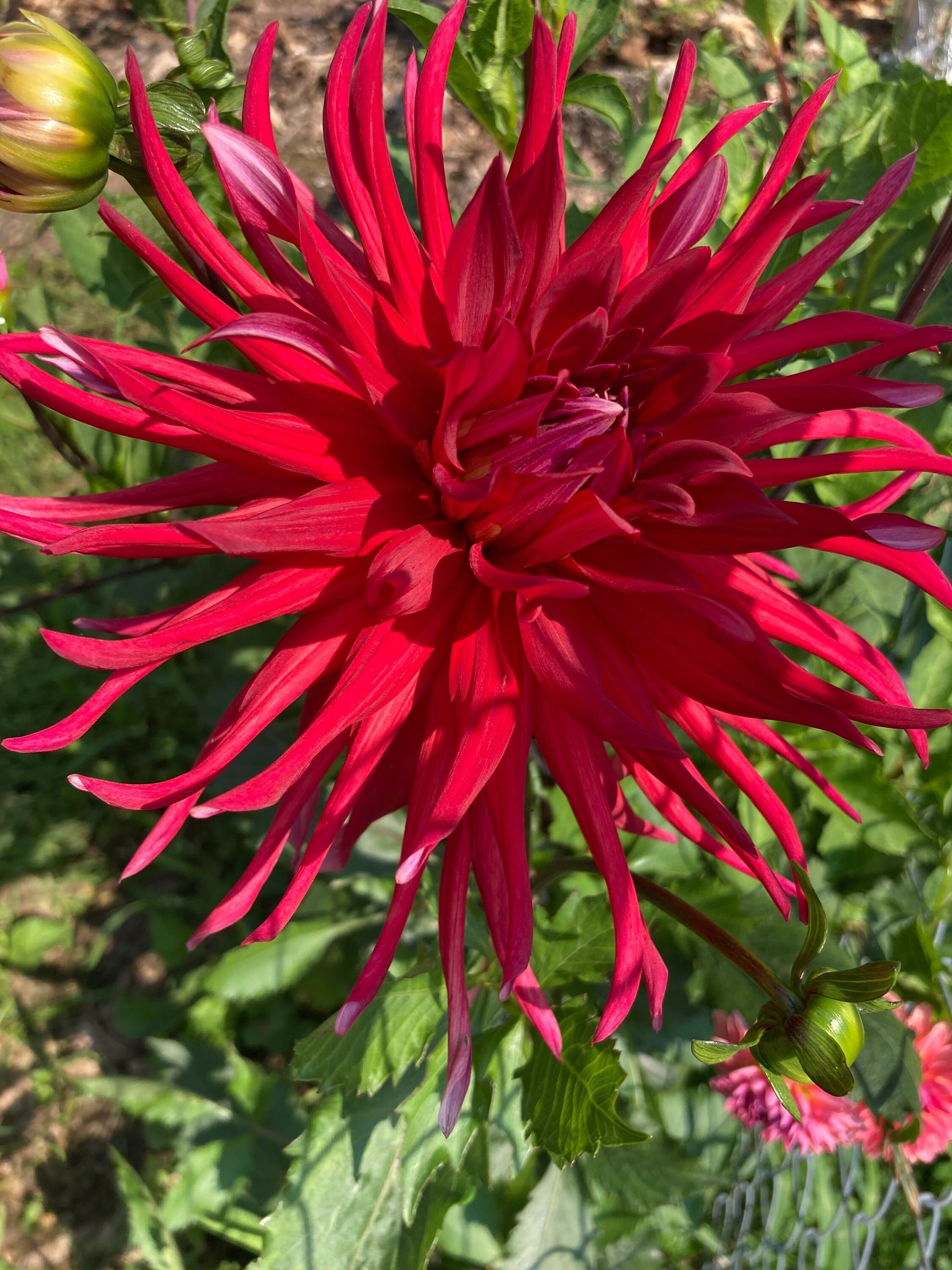 Red dahlia flower with spiky petals, green leaves, and buds in a garden.