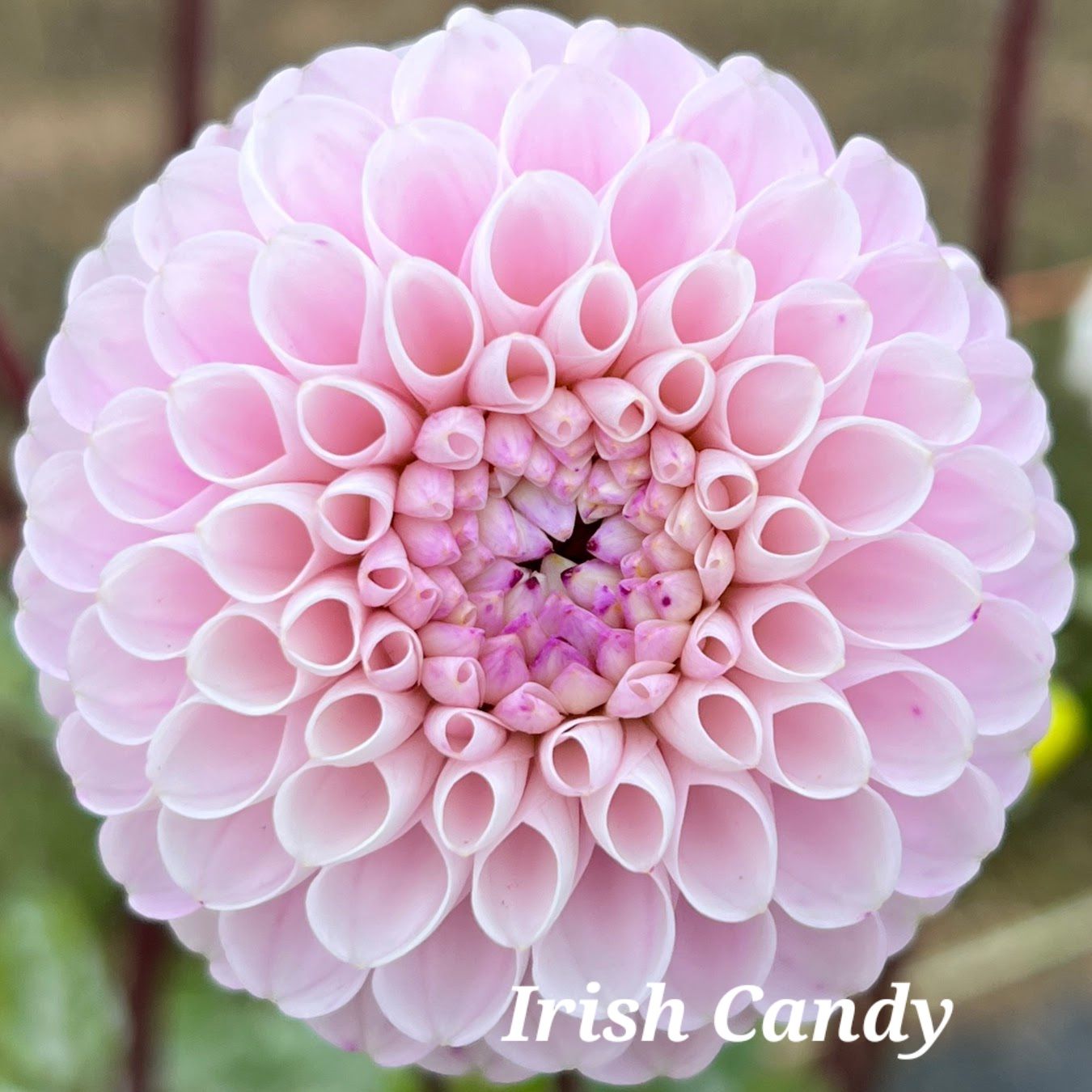 Pink and white ball-shaped dahlia flower, named 