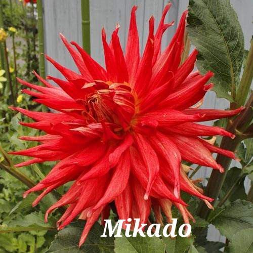 Red Dahlia flower labeled 