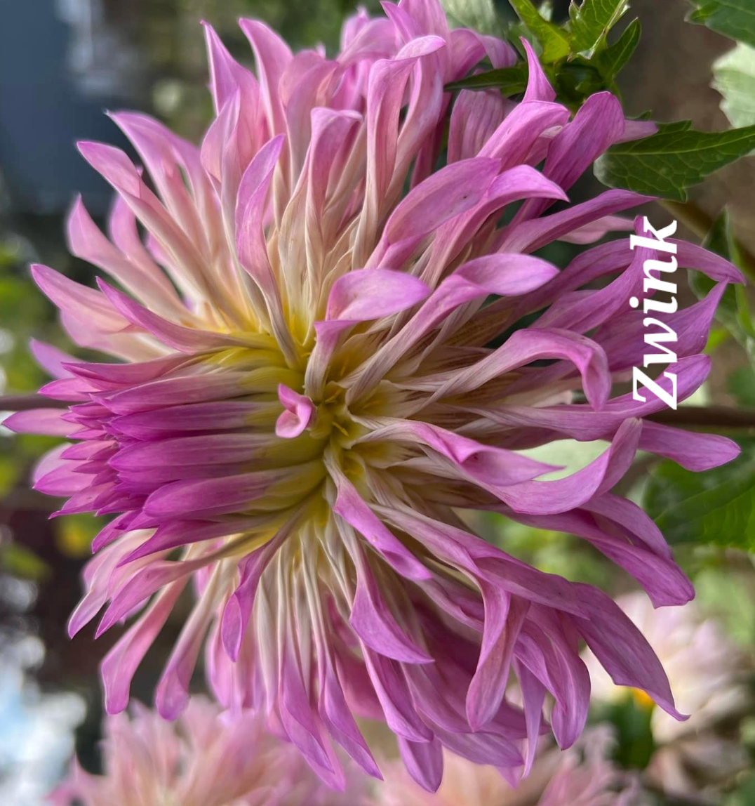 Pink and yellow dahlia flower with spiky petals, labeled 