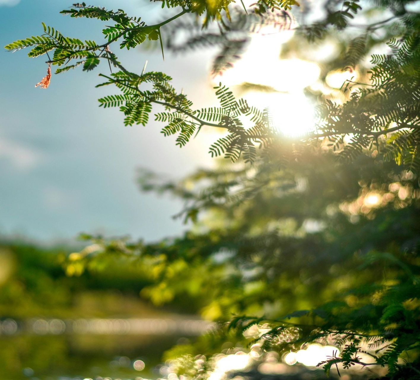 Sunlight streams through green tree branches, blurred background of water.
