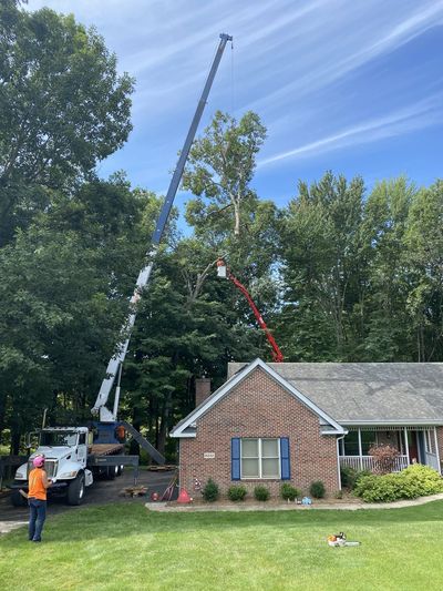 Crane lifting a tree limb from behind a house