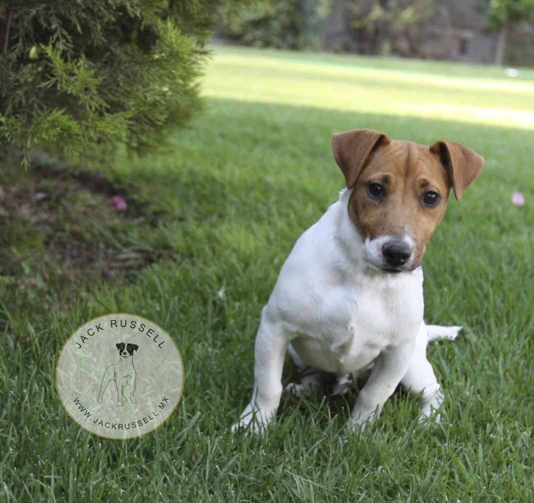 jack russell en mexico
