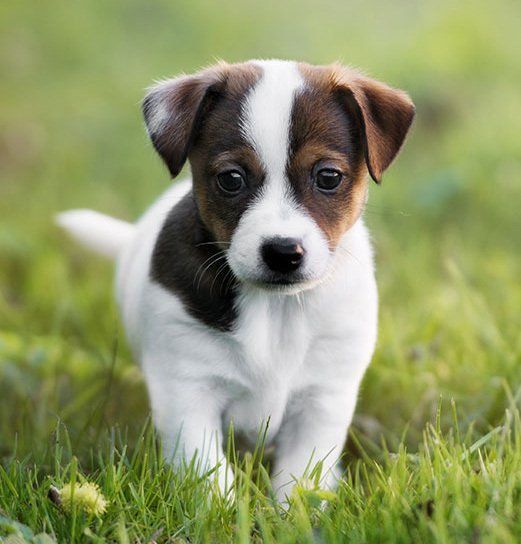 jack russell en San Luis Potosi