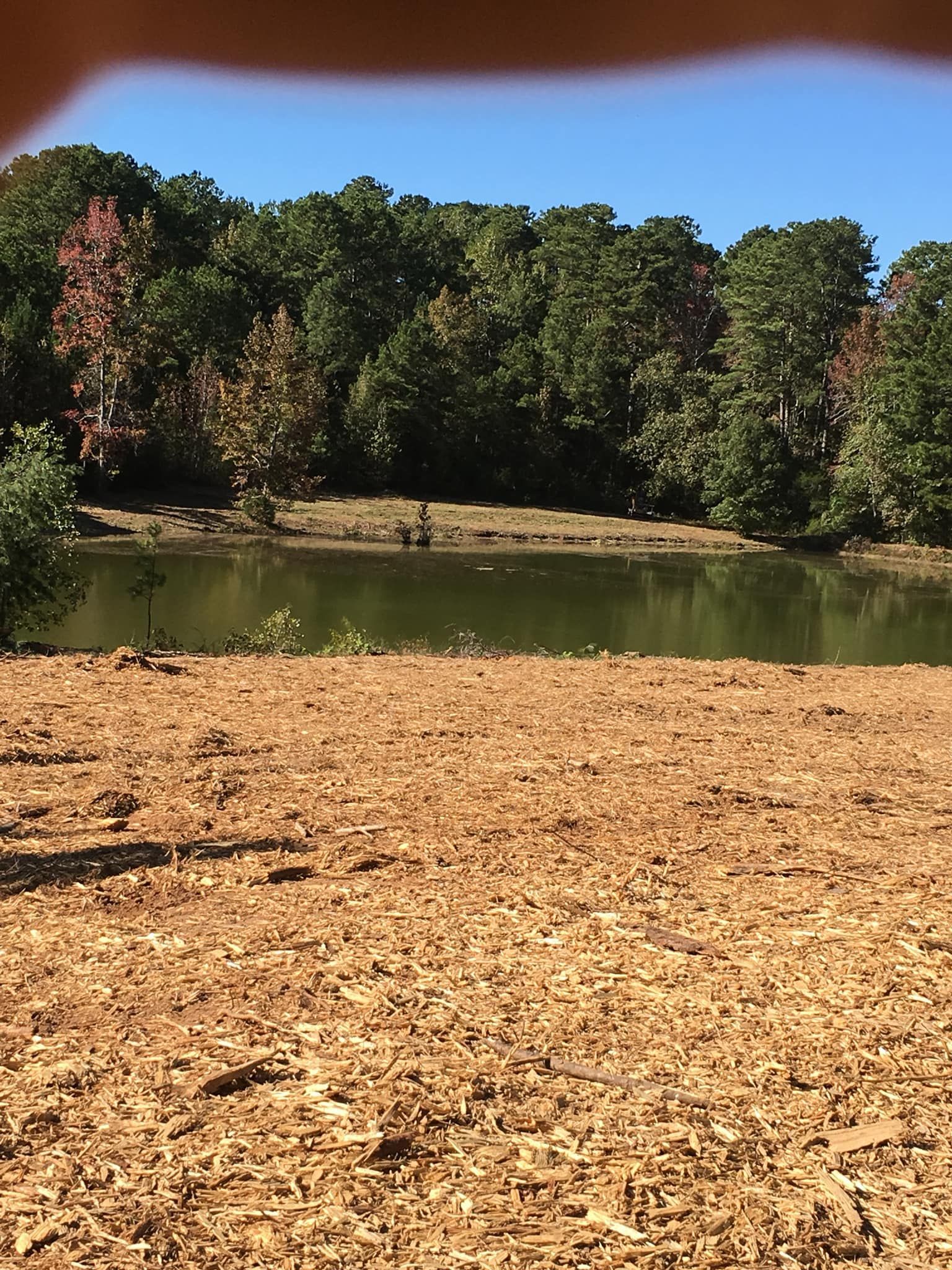A pond bordered by trees with autumn foliage, viewed from a field of light-brown wood chips under a clear blue sky.