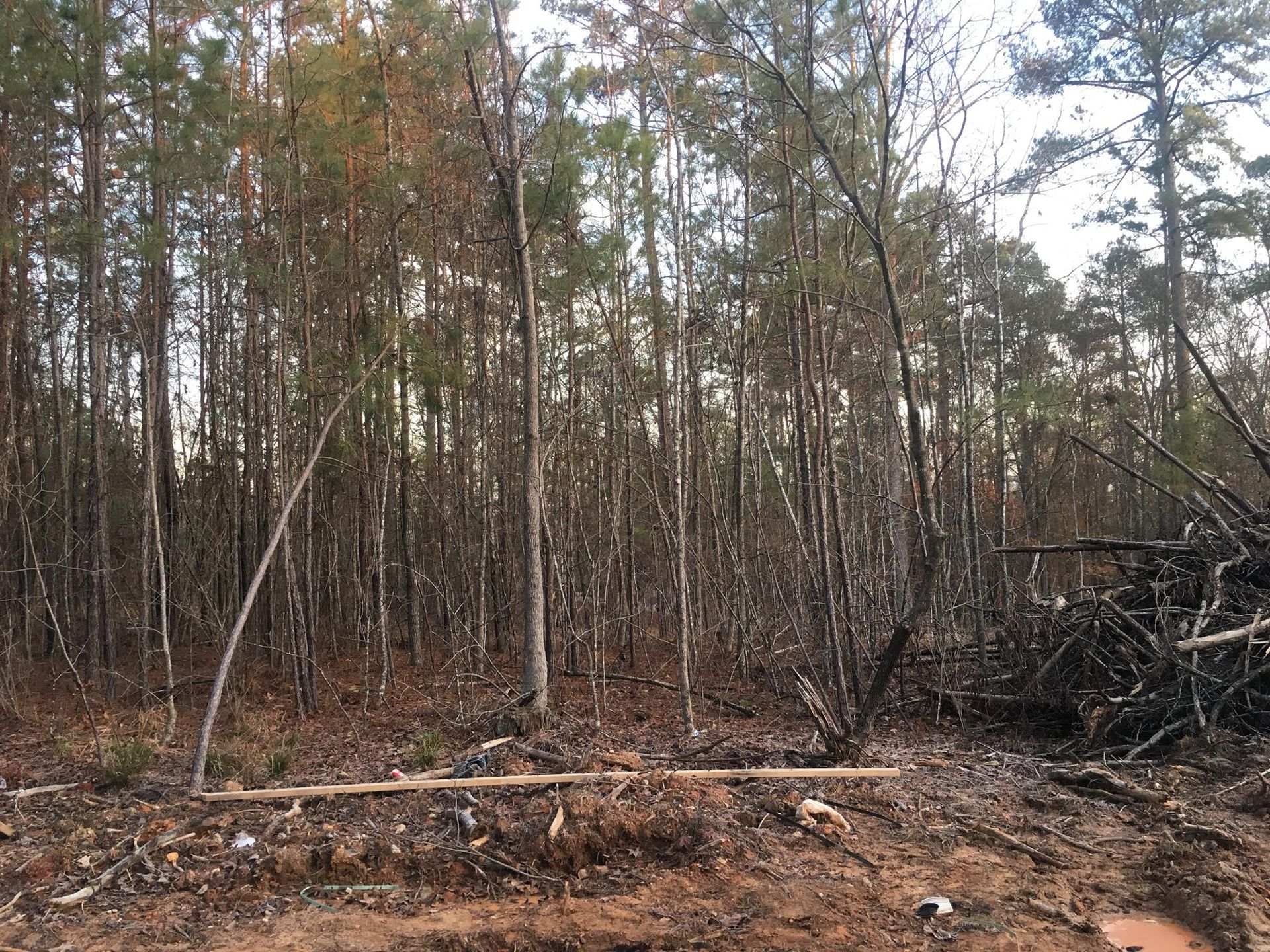 A dense forest with tall trees and thin trunks, featuring a pile of discarded branches on the right and bare soil.