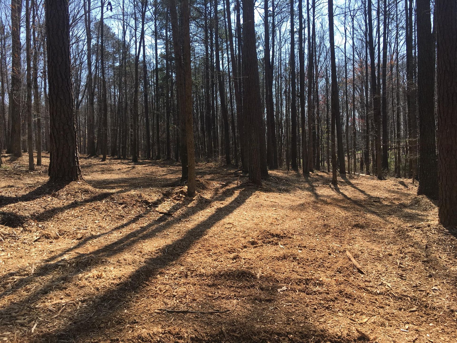 A forest floor covered in fallen brown leaves, with tall, slender trees casting long shadows under a bright sky.