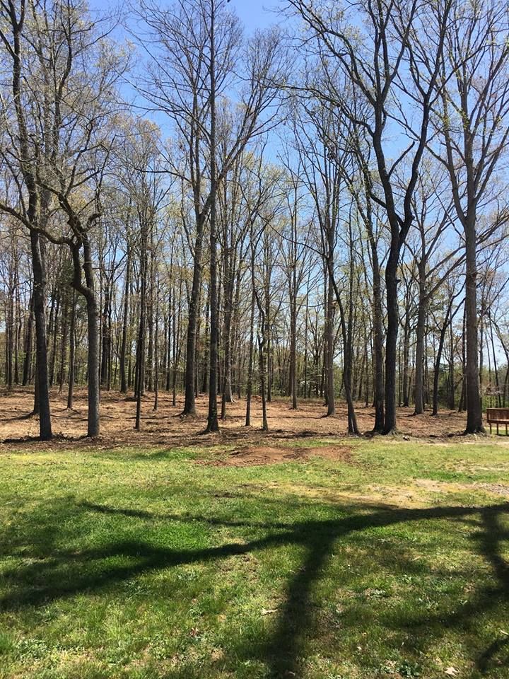 A grassy lawn in the foreground leads to a dense forest of bare-branched trees under a bright blue sky.