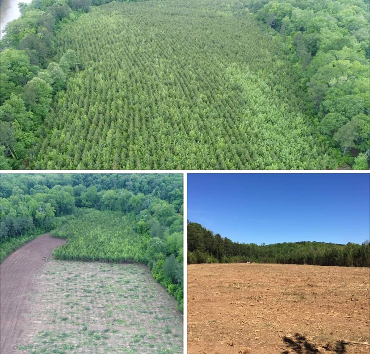A collage showing the transition of a forest area from dense, planted trees to cleared, bare brown land.