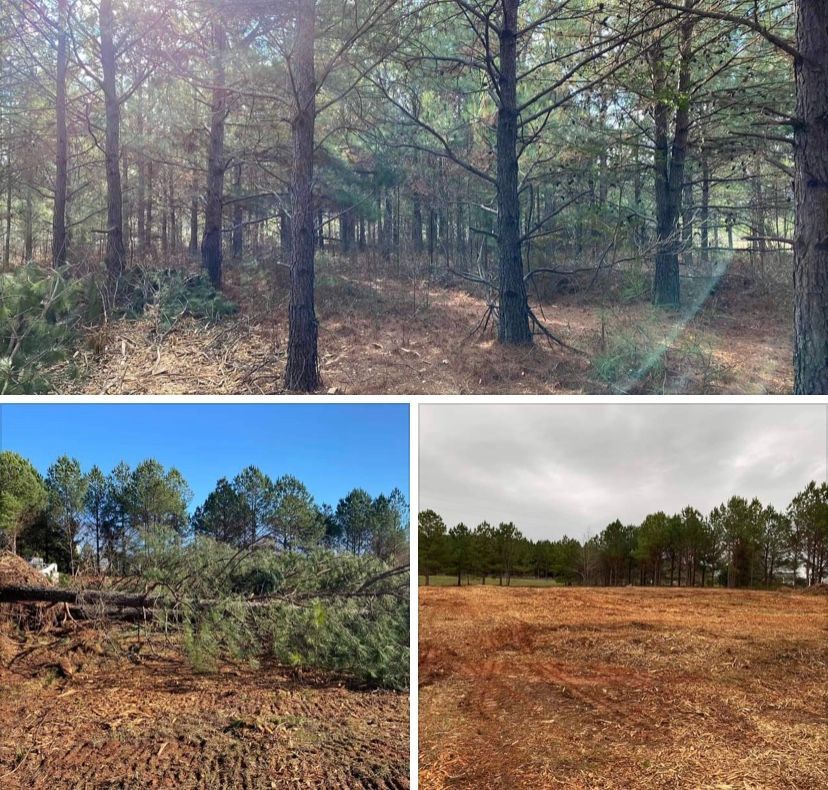 A collage showing a pine forest, a downed tree, and a cleared, empty field.