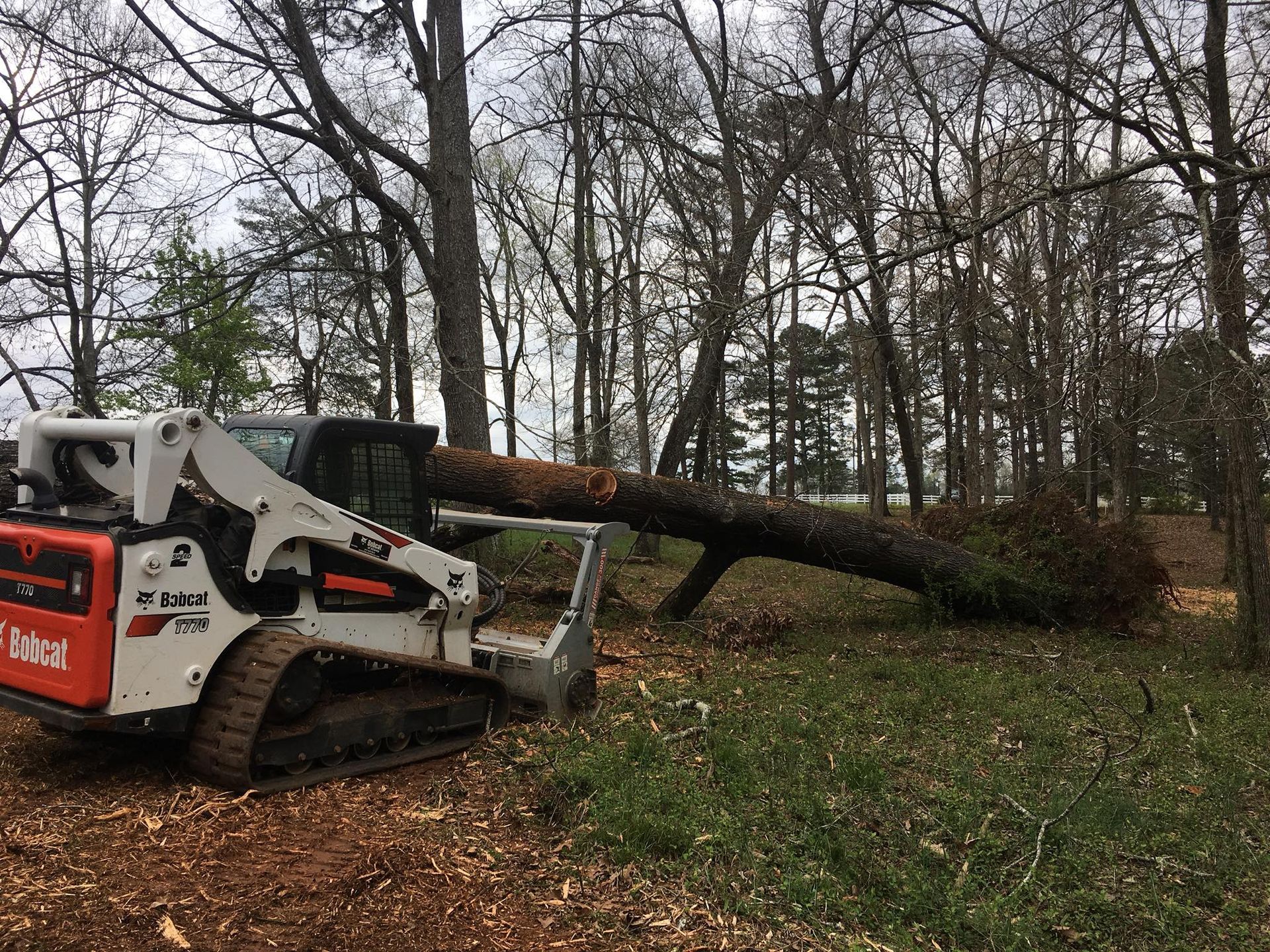 A white Bobcat compact track loader lifting a large, felled tree trunk in a wooded area.