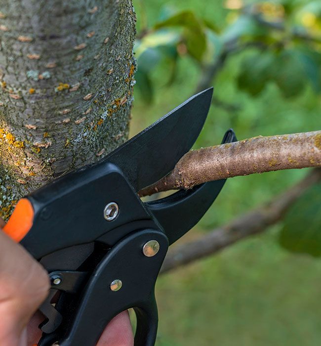 Hand pruning a tree branch with black and orange shears.